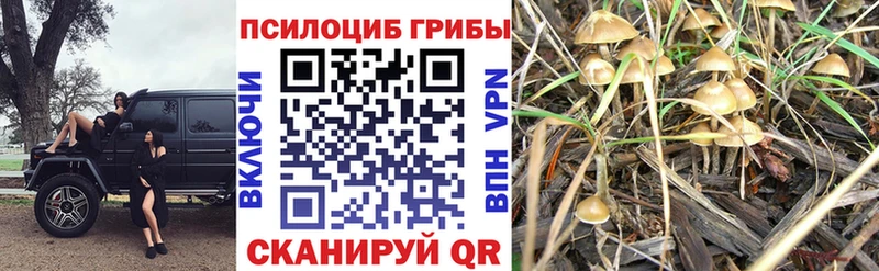 Псилоцибиновые грибы MAGIC MUSHROOMS хочу наркоту Братск